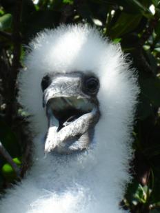 Booby chick